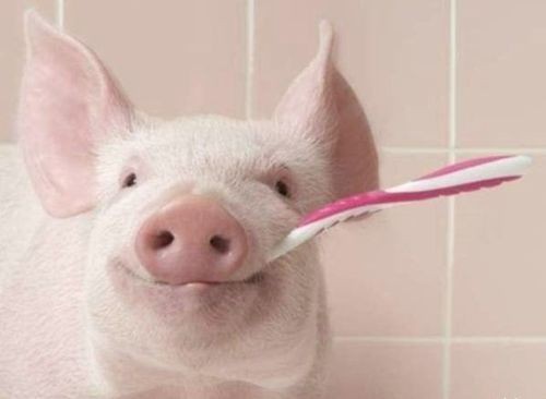 pig brushing its teeth