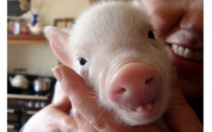 No . . . not a baby pig