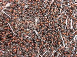 ants swarm