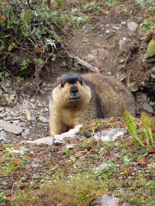 This is a marmot. Kinda cute.