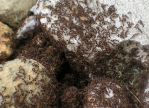 hole of ants