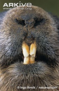 marmot teeth