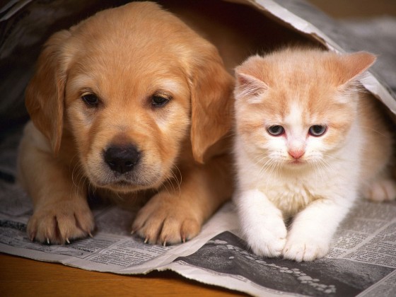 photos-of-cats-and-dogs-2-560x420