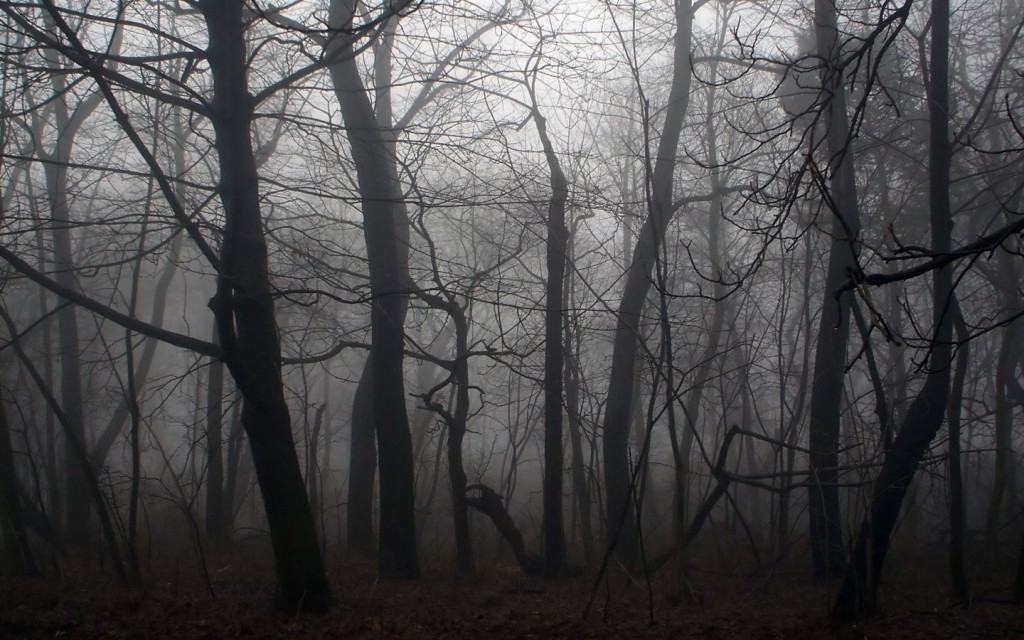 Dark-Forest-Wallpaper-HD (1)